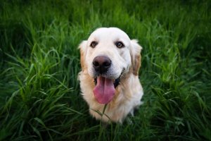 A CBD segít egy ízületi gyulladásban szenvedő segítő kutyának