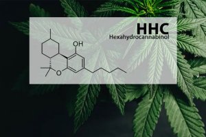 HHC - hatása és felhasználása