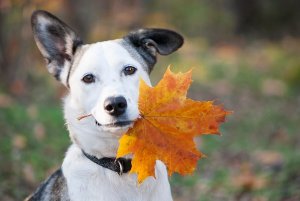 Mivel és hogyan egészítsük ki a kutyák és lovak étkezését az ősz beálltával?