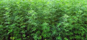 Cannabis törzsek