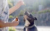 CBD olaj kutyáknak, mint jóváhagyott állatgyógyászati készítmény