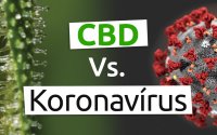 CBD és koronavírus – Segíthet?