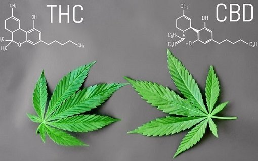 CBD vs. THC - mi a különbség?