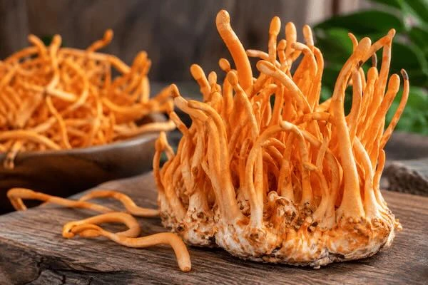 cordyceps-hatasai